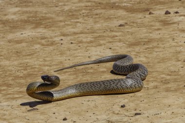 Avustralya 'nın iç kesimlerindeki doğal batı Queensland doğal yaşam alanındaki son derece zehirli Taipan.