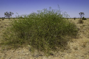 Twiggy emu-bush photographed in South Western Queensland Australia clipart