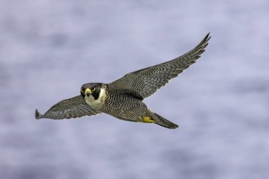 Avustralyalı Peregrine Falcon uçuyor