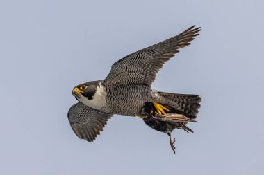 Peregrine Falcon pençeli kuş avıyla uçuyor