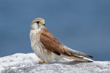 Nankeen or Australian Kestrel perched on cliff edge clipart