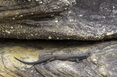 Australian Cunningham's Skink basking outside it's rock crevice habitat clipart