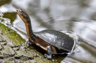 Australian Eastern Snake-necked Turtle basking at the edge of a pond clipart