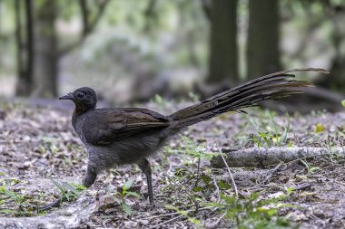Avustralya Şahane Lyrebird Ormanda yürüyor