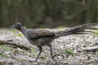 Australian Superb Lyrebird walking through forest clipart