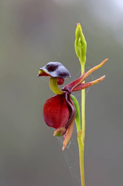 Avustralya Uçan Ördek Orkidesi
