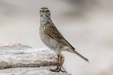Australasian Pipit kum taşı habitatında duruyor