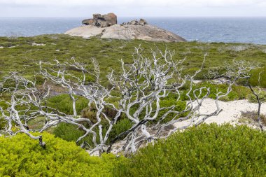 Remarkable Rocks showing new growth and remains of trees after the devestating fires of 2021 clipart