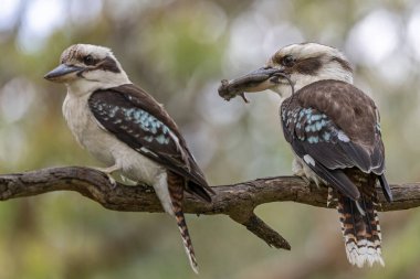 Avustralyalı Güleç Kokaburra bir fareyle besleniyor