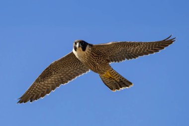 Avustralyalı Peregrine Falcon uçuyor