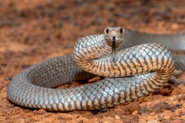 Avustralya son derece zehirli Doğu Kahverengi Yılanı savunma pozisyonunda
