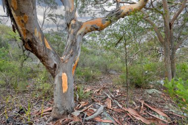 Avustralya Gri Sakız Ağacı dökülüyor