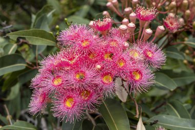 Avustralya Pembe Sakızı 'nın Çiçekleri