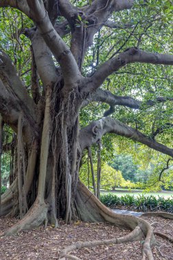 Sidney Kraliyet Botanik Bahçelerinde Avustralya Morton Bay Fig ağacı