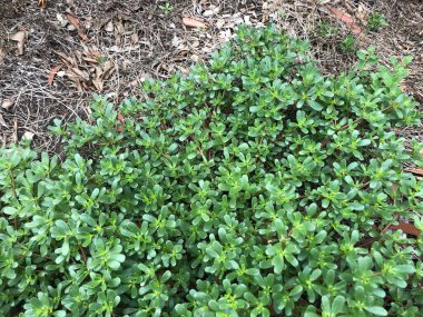 Bahçede yetişen Purslane bitkisi