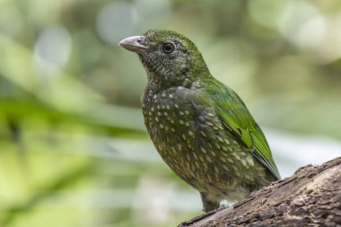 Close up of an Australian Green Catbird clipart