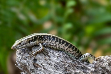 Australian Eastern Water Skink basking on log clipart