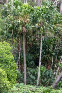 Avustralya lahana ağacı palmiyesi doğu kıyısı yağmur ormanlarında yetişiyor