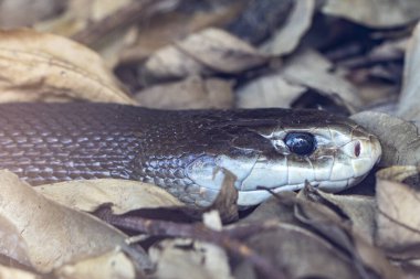 Close up of Australian highly venomous Coastal Taipan clipart