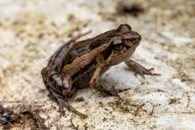 Australian Wallum Froglet on sandy habitat clipart