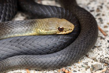 Avustralya Bataklık Yılanı 'na yaklaş.