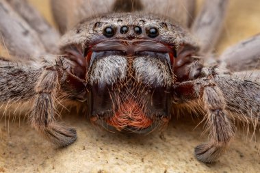 Avustralyalı bir avcı örümceğe yakın çekim