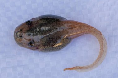 Ağaç Kurbağası Direğine yaklaş