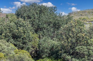 Sahil Banksia ağaçları doğal çalılıklarda yetişiyor, Kraliyet Ulusal Parkı Sydney Avustralya