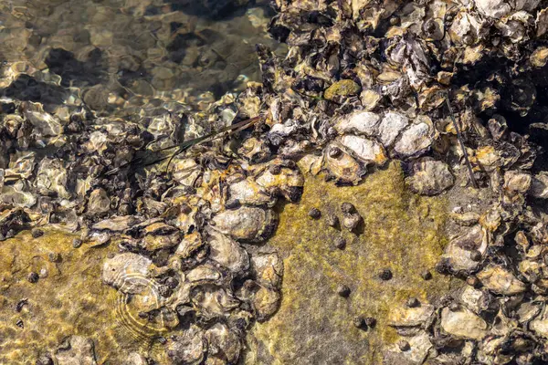 Sydney Kaya İstiridyeleri doğal haliçlerde yetişiyor  