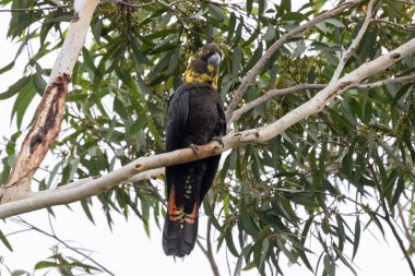 Avustralya Dişi Parlak Siyah Papağanı Sakız Ağacı 'na tünedi.