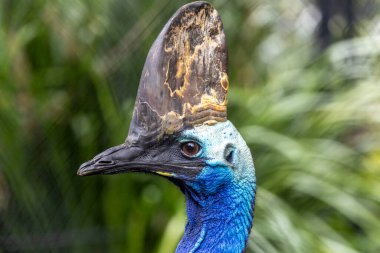 Avustralya Cape York bölgesinden Güney Cassowary