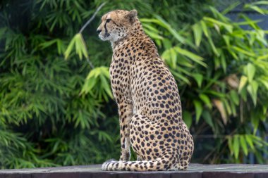 Avustralya Hayvanat Bahçesindeki Esir Kadın Çita