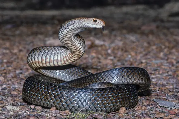 Son derece zehirli Avustralya Doğu Kahverengi Yılanı