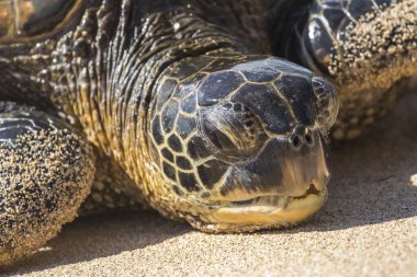 Yeşil deniz kaplumbağası sahilde