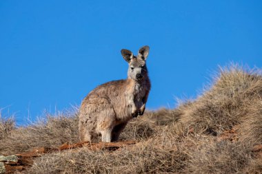 Tepedeki Avustralya Euro veya Wallaroo