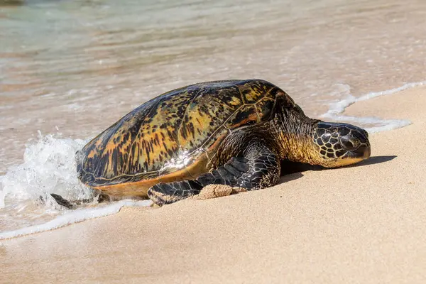 Yeşil Deniz Kaplumbağası kendini sahile çekiyor.