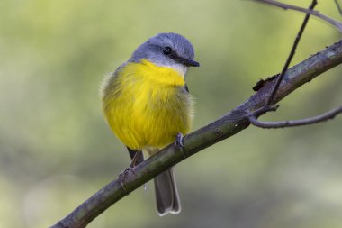 Avustralya Doğu Sarı Robin ağaç dalına tünedi