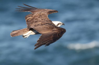 Doğu Osprey, Sidney Avustralya plajı üzerinde uçuyor.