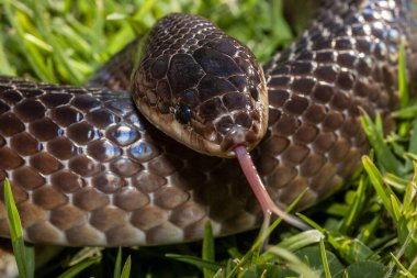 Avustralya Slatey Gri Yılanı Dilini titretiyor