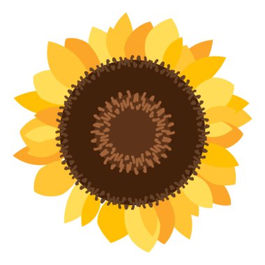 Büyük yuvarlak ayçiçeği şişkinliği. Olgun tohumlarla dolu ayçiçeği. Basit renkli sade bir illüstrasyon. El çizimi çizgi film vektörü beyaz arkaplanda izole edildi