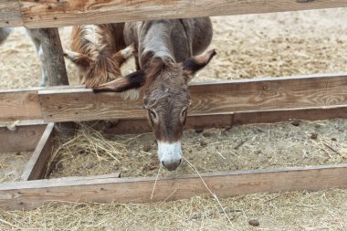 Eşek çiftliğine yolculuk