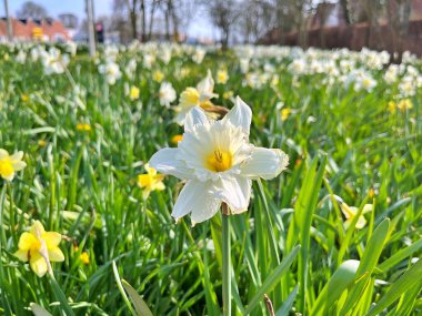 Baharda güzel güneşli bir günde doğal çiçekler. Baharın altındaki bahçede çiçekler.