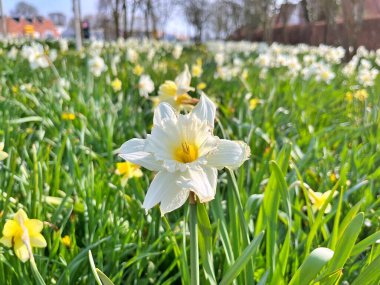 Baharda güzel güneşli bir günde doğal çiçekler. Baharın altındaki bahçede çiçekler.