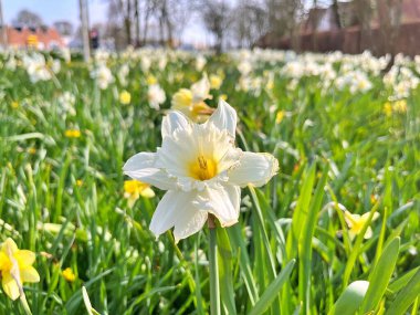 Baharda güzel güneşli bir günde doğal çiçekler. Baharın altındaki bahçede çiçekler.