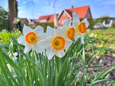 Baharda güzel güneşli bir günde doğal çiçekler. Baharın altındaki bahçede çiçekler.