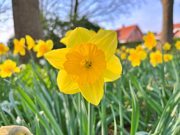Природные Цветы Весной Прекрасный Солнечный День Цветы Саду Весной — стоковое фото