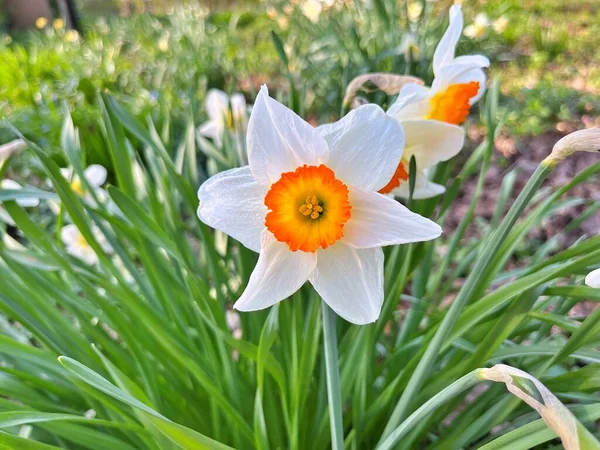 Baharda Güzel Güneşli Bir Günde Doğal Çiçekler Baharın Altındaki Bahçede — Stok fotoğraf