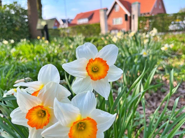 美しい晴れた日の春の間の天然の花春の下の庭の花 — ストック写真