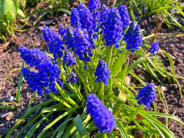 Baharın altındaki bahçede çiçekler