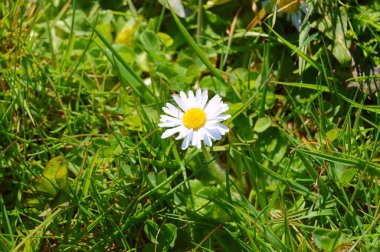 Baharın altındaki bahçede çiçekler